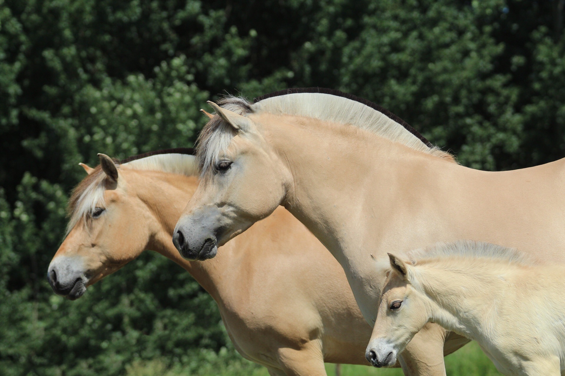Ikari, Neala, Y-sya van Stal Heuvelsgelul