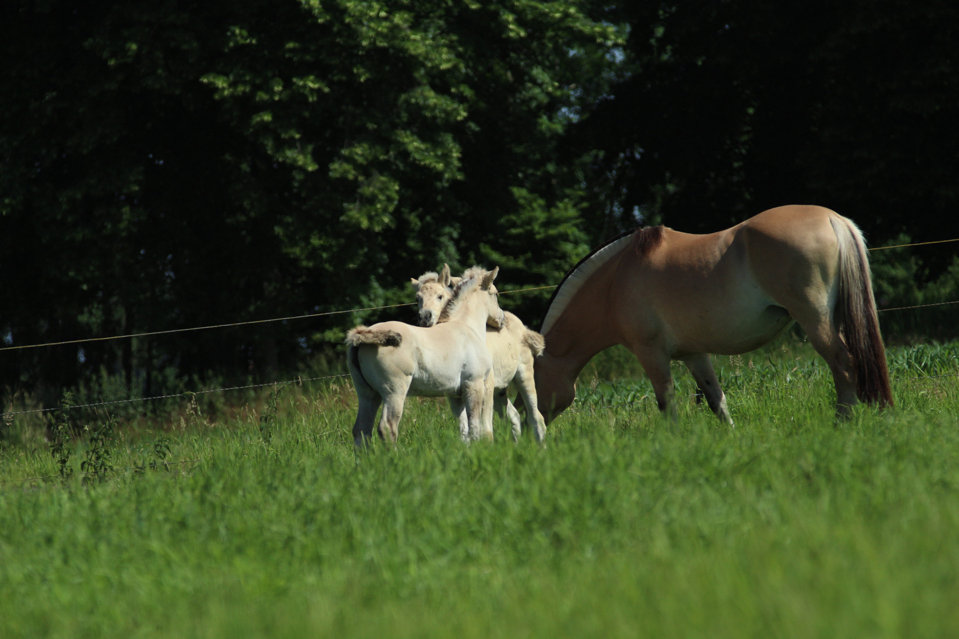 Yfke van Stal Heuvelsgeluk, Y-Sya van Stal Heuvelsgeluk