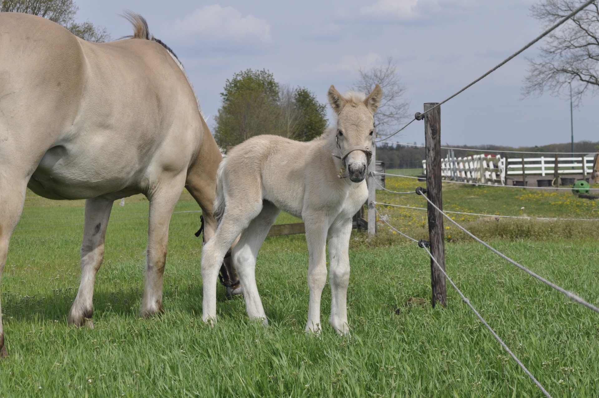 Y-Sya van Stal Heuvelsgeluk