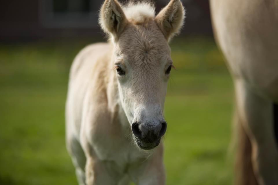 Tiara van Stal Heuvelsgeluk  