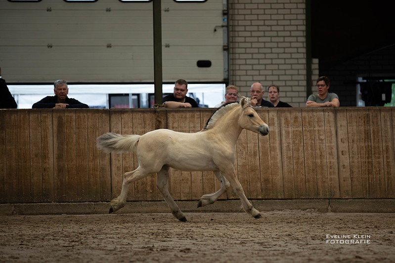 Ulvan van Stal Heuvelsgeluk