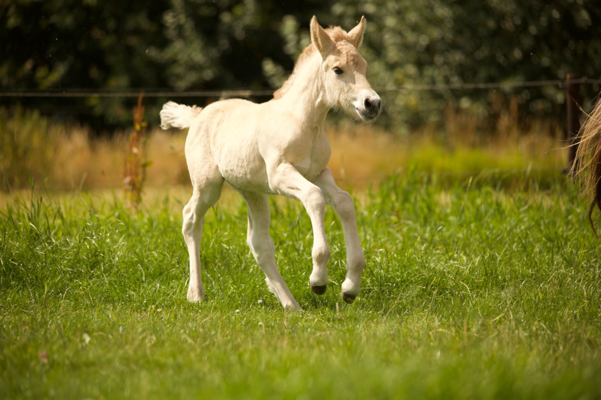 Tjelta van Stal Heuvelsgeluk